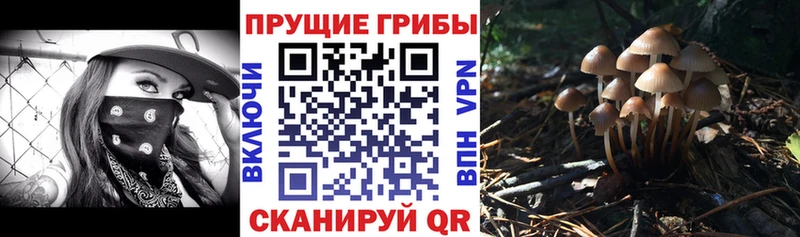 дарнет шоп  Северская  Галлюциногенные грибы мухоморы 